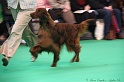 Crufts2011 581